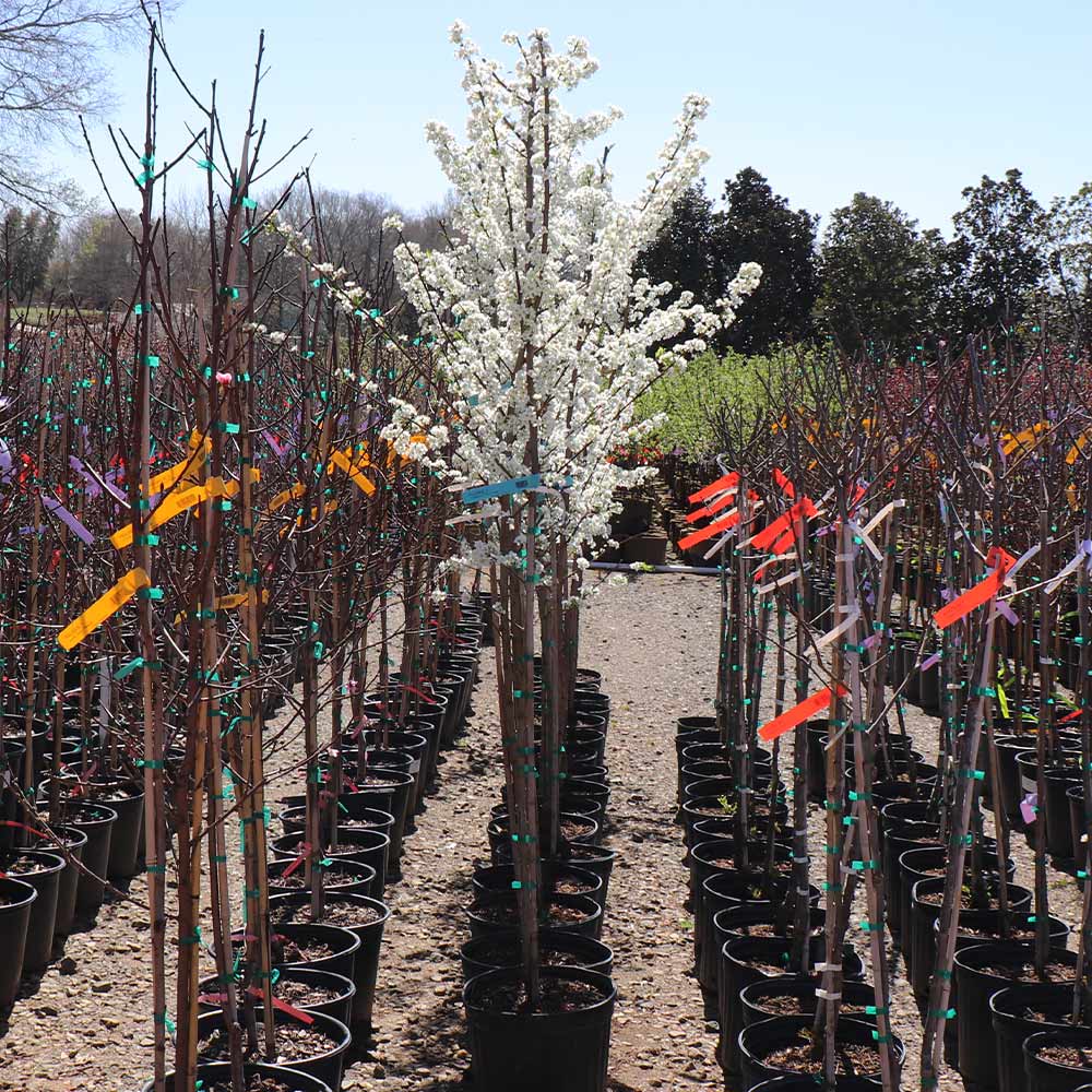 Superior Plum Tree