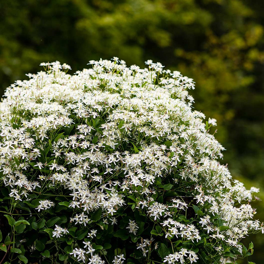Sweet Autumn Clematis Vine