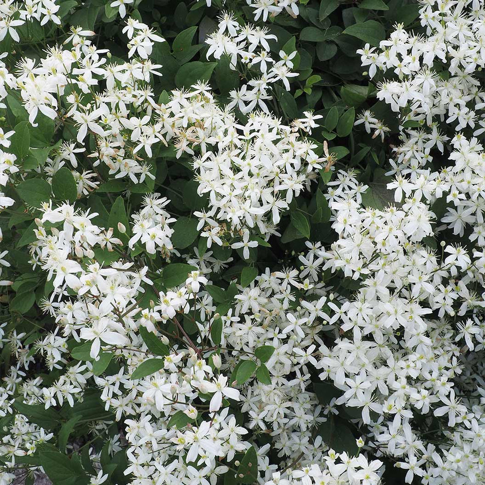 Sweet Autumn Clematis Vine