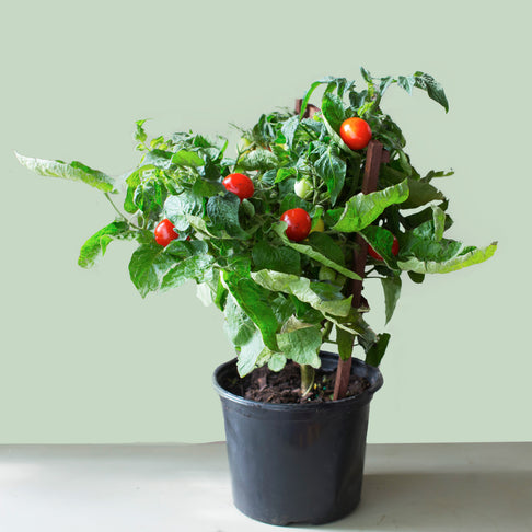 Sweet Tomato Plant