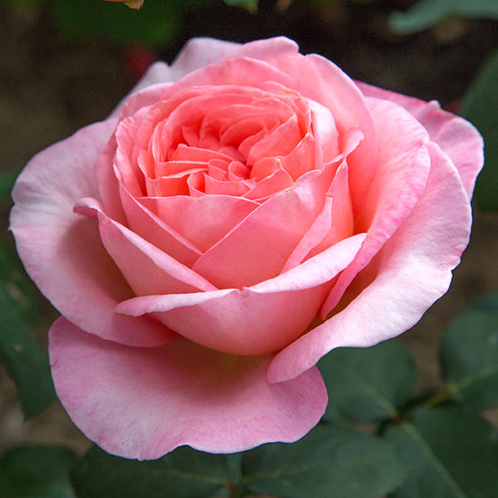 Sweet Mademoiselle Rose