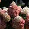 Sweet Starlight™ Hydrangea Tree