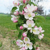 2-in-1 Fruit Snacks® Columnar Apple Tree