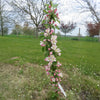 Fruit Snacks® Sweet Treat™ Columnar Apple Tree