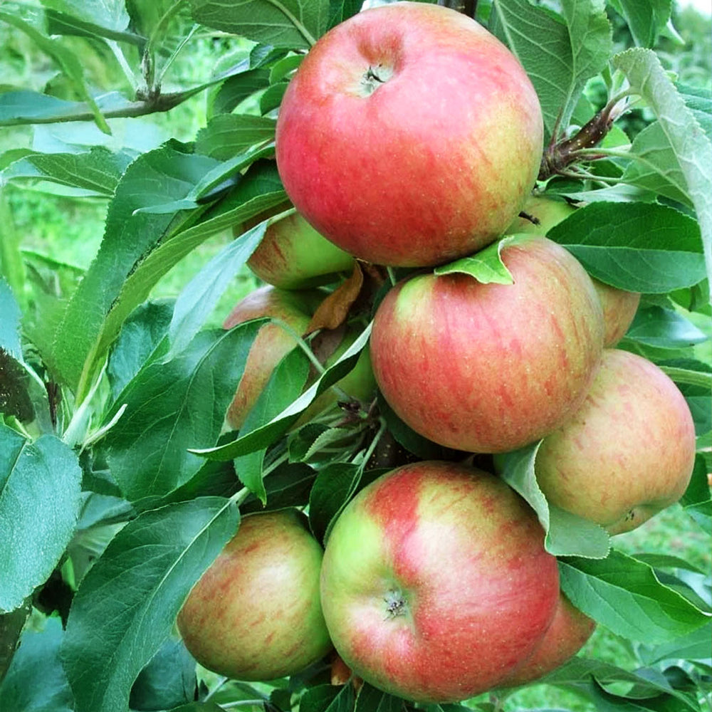 Fruit Snacks® Sweet Treat™ Columnar Apple Tree