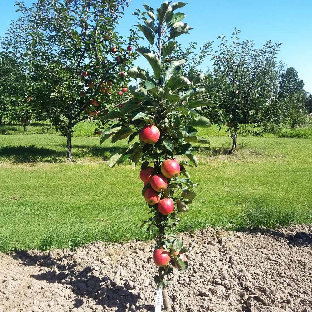 Fruit Snacks® Sweet Treat™ Columnar Apple Tree