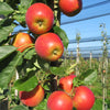 Fruit Snacks® Sweet Treat™ Columnar Apple Tree