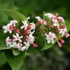 Proven Winners® Sweet Emotion Blaze™ Abelia