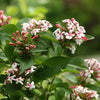 Proven Winners® Sweet Emotion Blaze™ Abelia