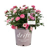 Sweet Drift® Rose