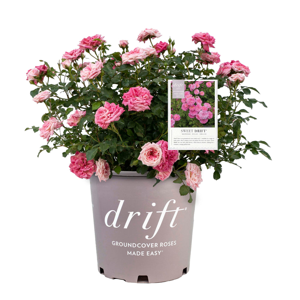 Sweet Drift® Rose