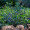 Sweetheart Blueberry Bush - USDA Organic