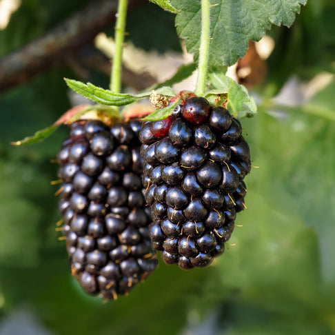 Sweetie Pie Thornless Blackberry Bush