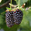 Sweetie Pie Thornless Blackberry Bush