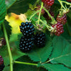 Sweetie Pie Thornless Blackberry Bush