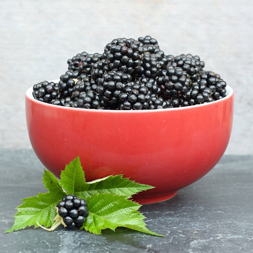 Sweetie Pie Thornless Blackberry Bush