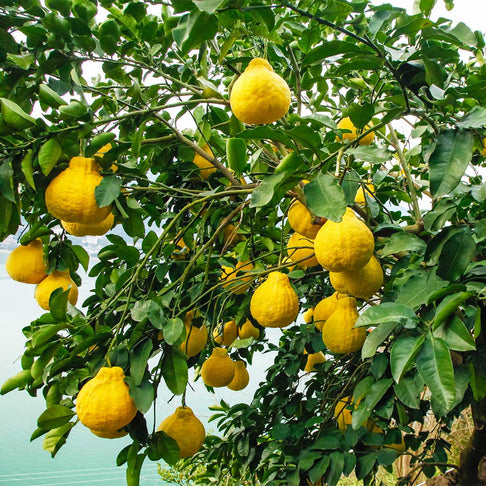 Swingle Citrumelo Tree