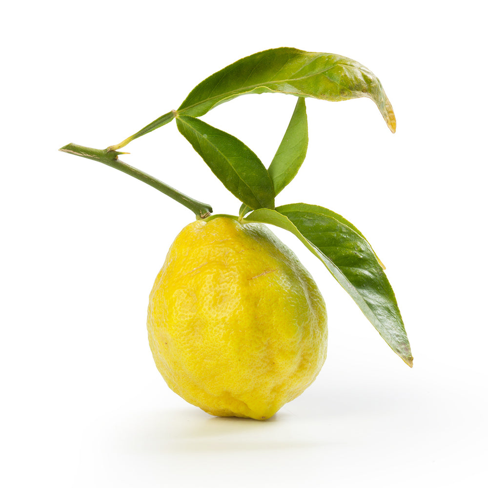 Swingle Citrumelo Tree