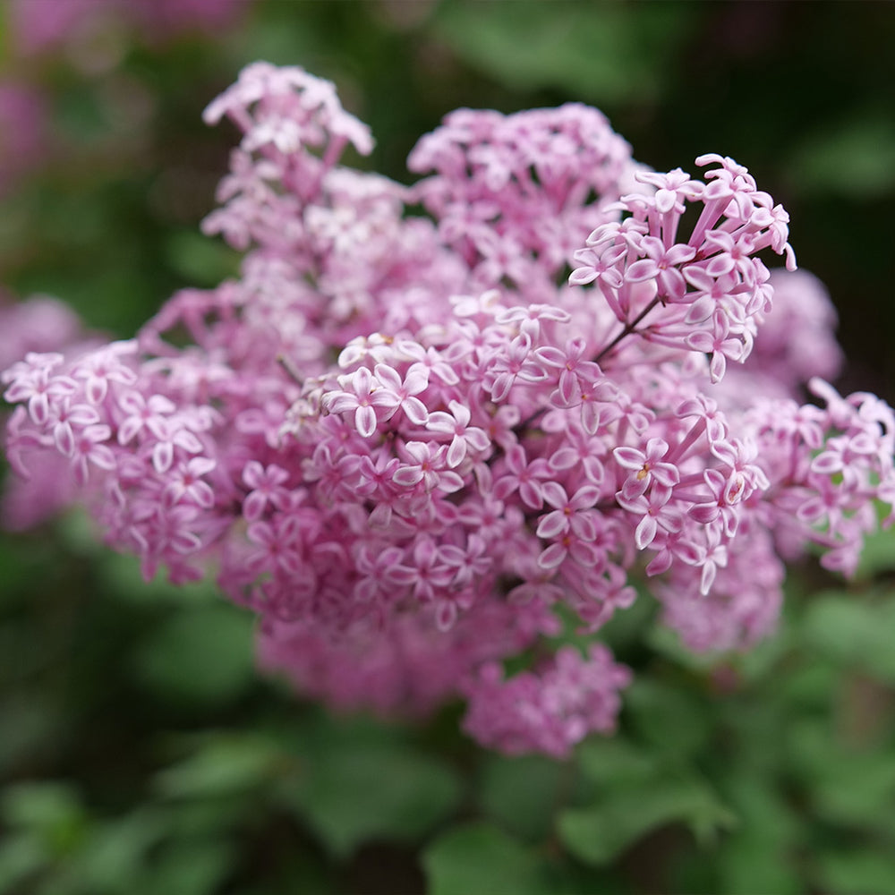 Proven Winners® Bloomerang Purpink Lilac Shrub