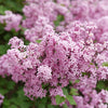 Proven Winners® Bloomerang Purpink Lilac Shrub