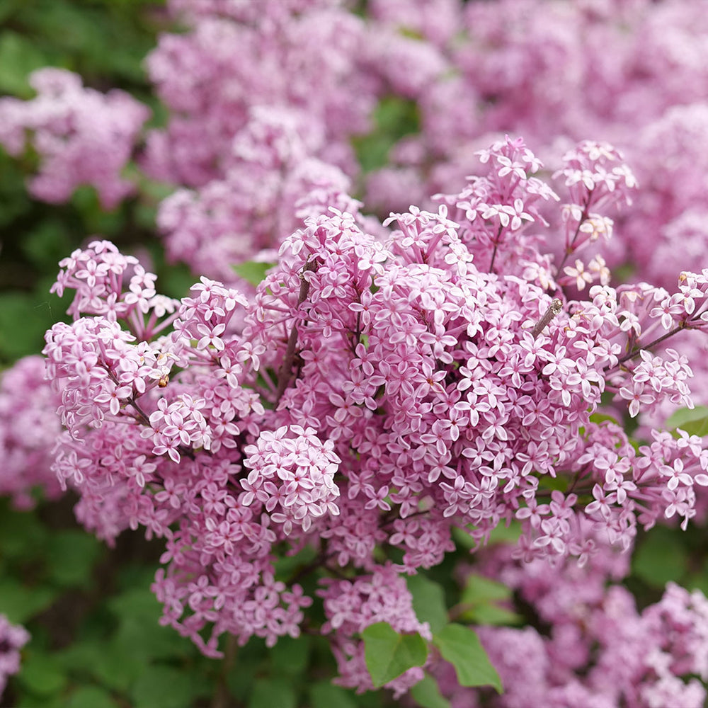 Proven Winners® Bloomerang Purpink Lilac Shrub