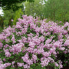 Proven Winners® Bloomerang Purpink Lilac Shrub