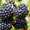 Proven Winners® Taste of Heaven® Blackberry Shrub