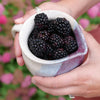 Proven Winners® Taste of Heaven® Blackberry Shrub