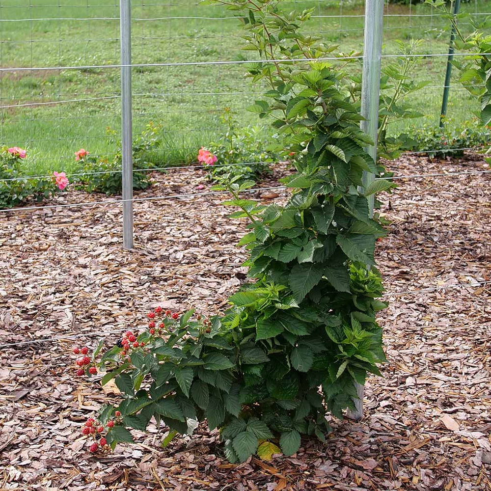 Proven Winners® Taste of Heaven® Blackberry Shrub