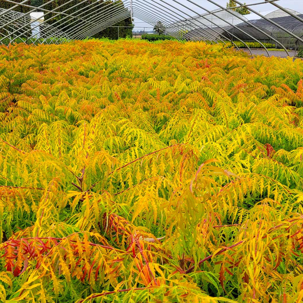 Tiger Eyes® Sumac Shrub