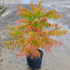 Tiger Eyes® Sumac Shrub