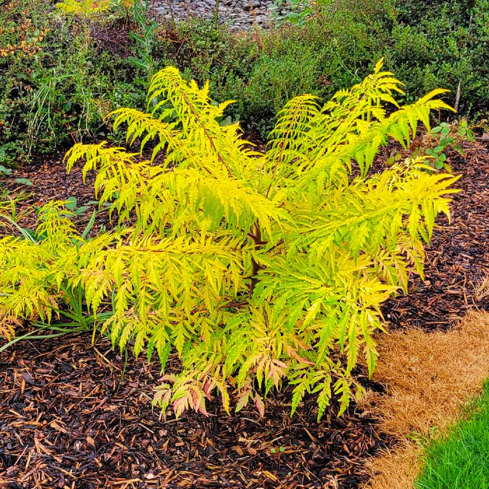 Tiger Eyes® Sumac Shrub