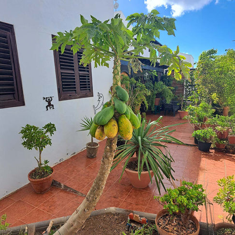 Tainung Papaya Tree