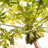 Tainung Papaya Tree