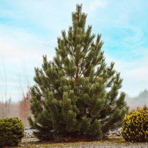 Tannenbaum Mugo Pine