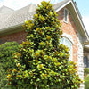 Teddy Bear® Southern Magnolia Tree