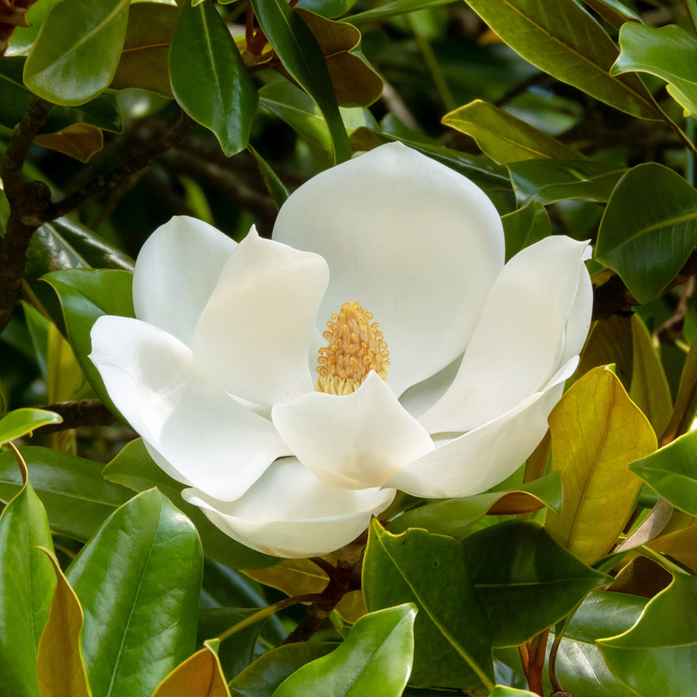 Teddy Bear® Southern Magnolia Tree