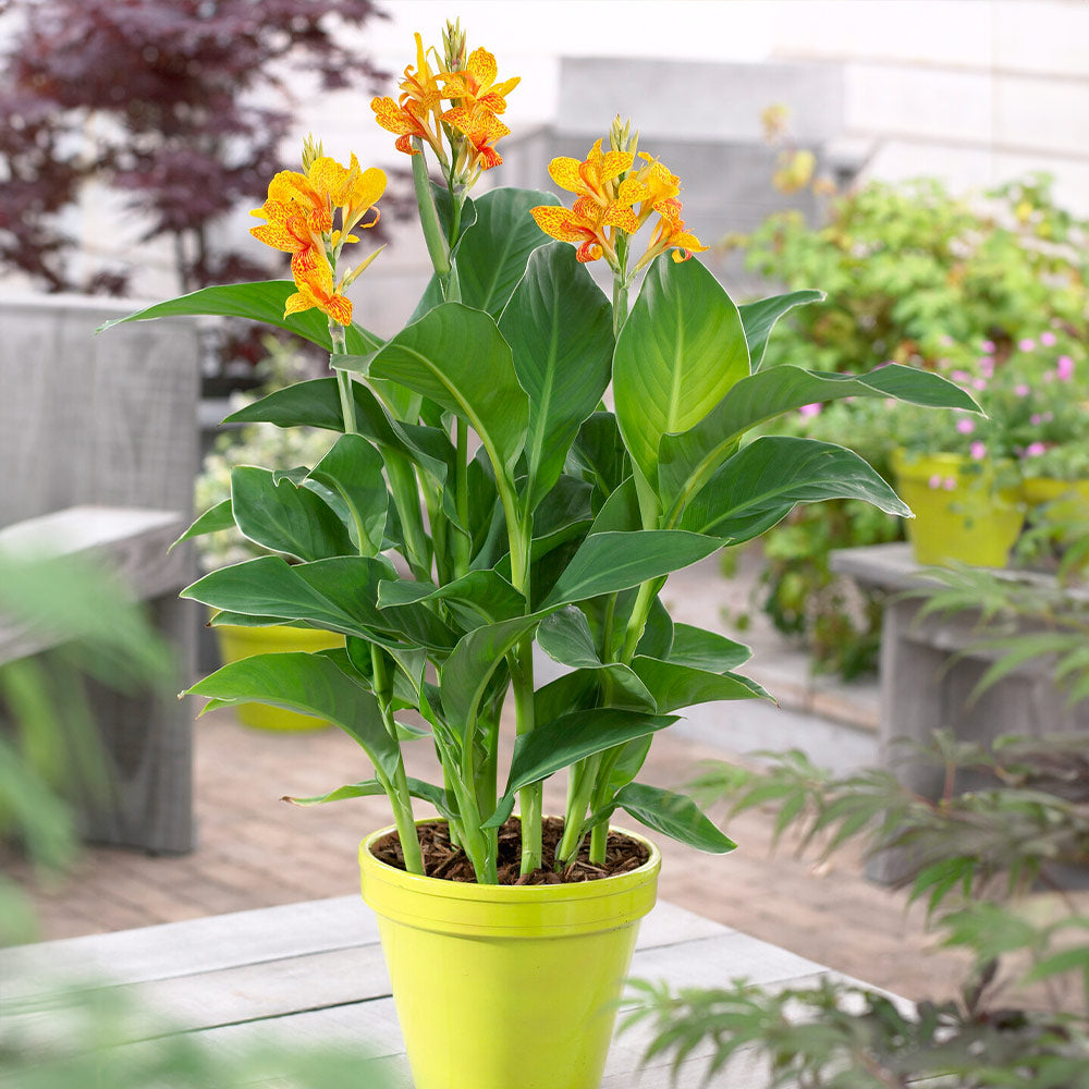 Tenerife Canna Lily