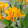 Tenerife Canna Lily