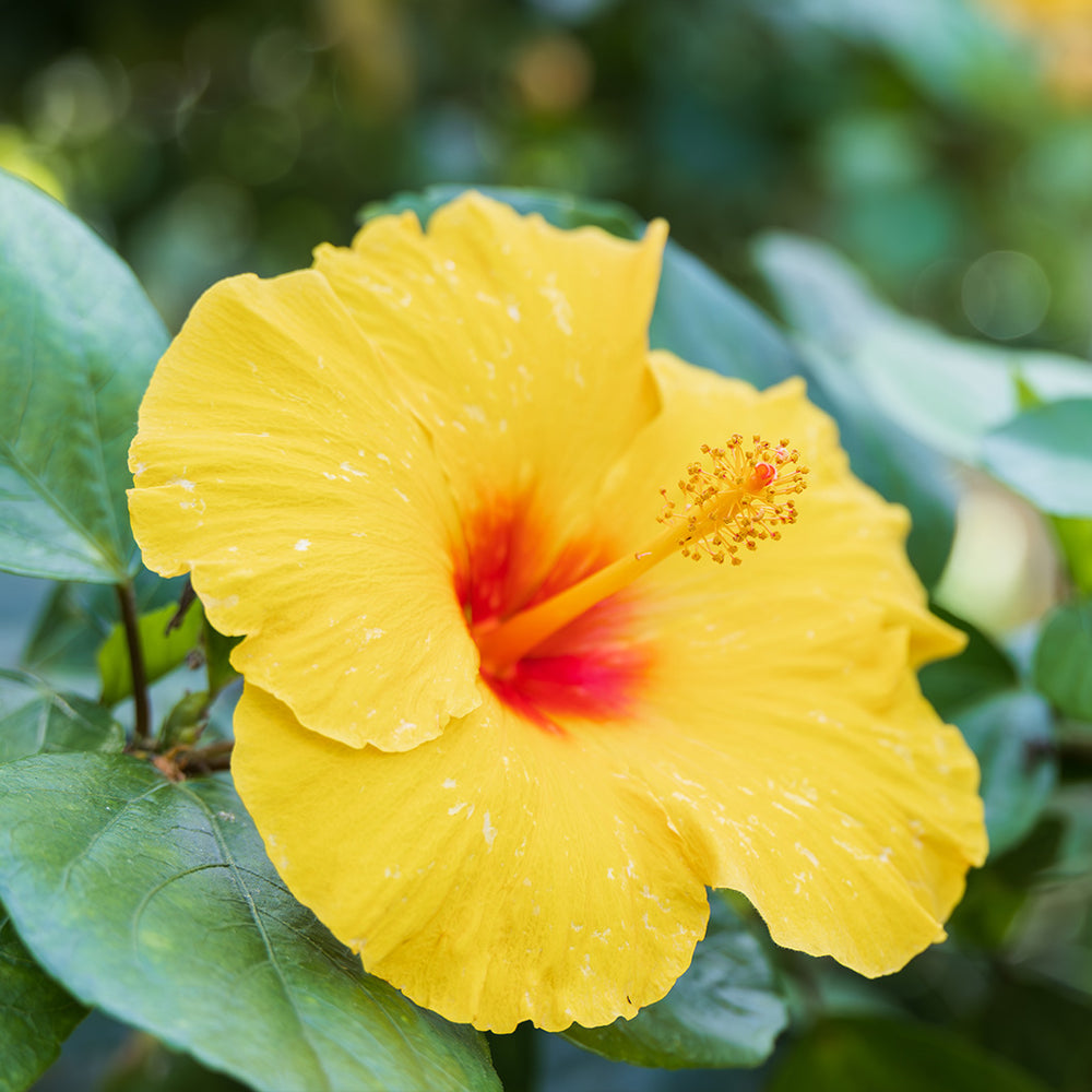 Tequila Yellow Hibiscus Bush