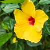 Tequila Yellow Hibiscus Tree