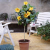 Tequila Yellow Hibiscus Tree