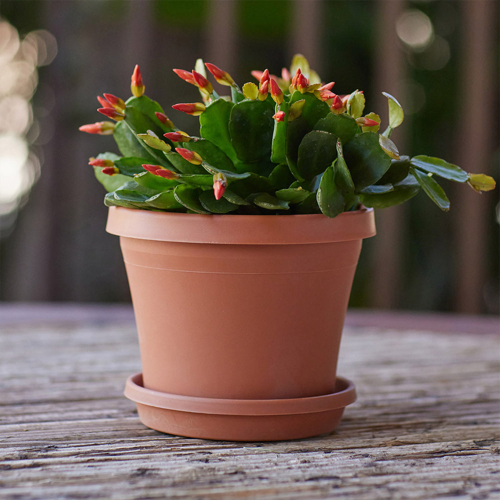 Bloem Terra Planter in Terra Cotta