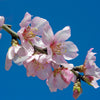 Texas Mission Almond Tree