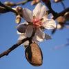 Texas Mission Almond Tree