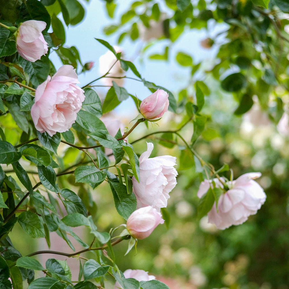 David Austin® The Generous Gardener® English Climbing Rose