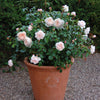 David Austin® The Generous Gardener® English Climbing Rose