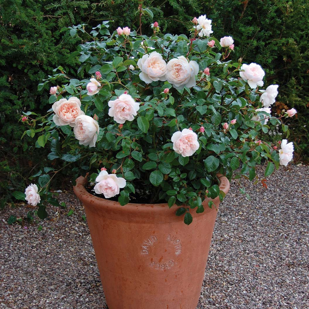David Austin® The Generous Gardener® English Climbing Rose