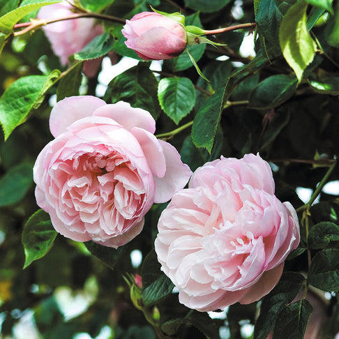 David Austin® The Generous Gardener® English Climbing Rose