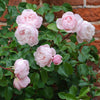David Austin® The Generous Gardener® English Climbing Rose